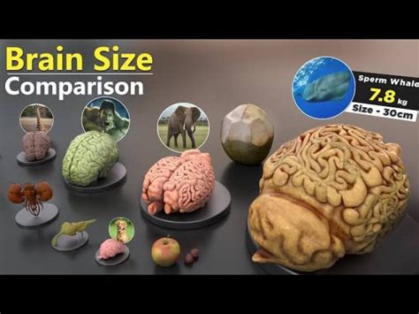 The bigger the animal, the bigger its brain? Not so fast - Genetic ...