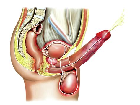 Male Sexual Response Photograph By Asklepios Medical Atlas