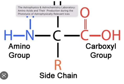 Michael Bio Proteins Flashcards Quizlet