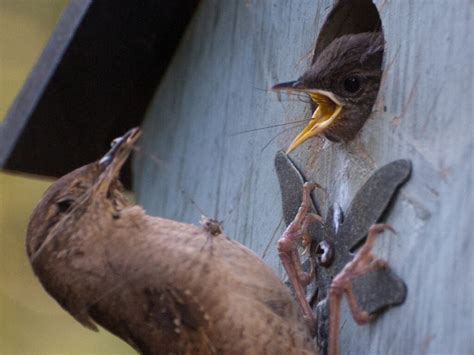 Wrens feeding babies – Our Habitat Garden