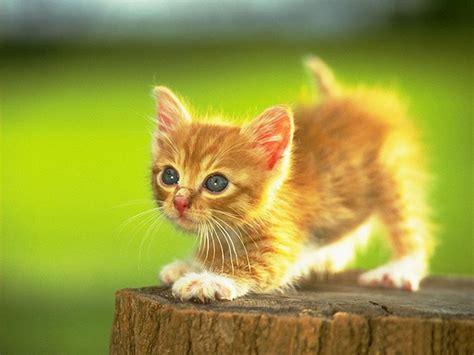 Funny Image Collection Cute Kitten Images