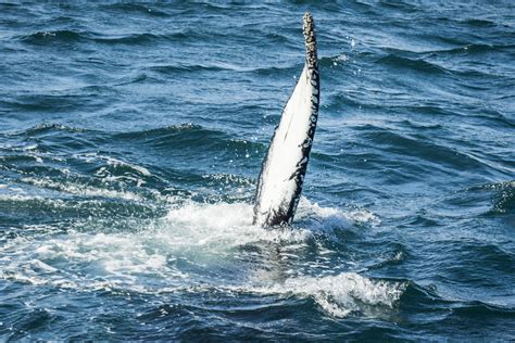 images sea nature wildlife sailing iceland vertebrate