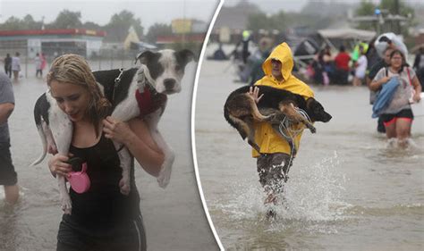 Hurricane Harvey Pet Rescue Operation Saves Thousands Of Animals