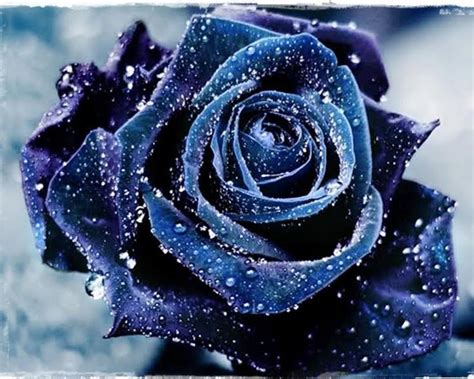 Purpleblue Rose Wallpaper Blue Roses Wallpaper Blue Roses Rose Flower