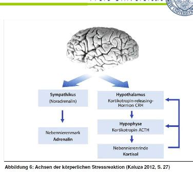 Klinische Psychologie Neuro Biologische Psychologie Grundlagen