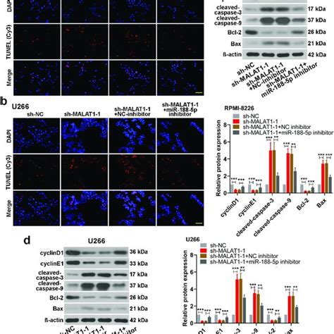 Mir P Knockdown Relieves Cell Apoptosis Induced By Sh Malat In