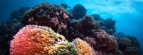 Great Barrier Reef Facts For Kids Cairns Cruise