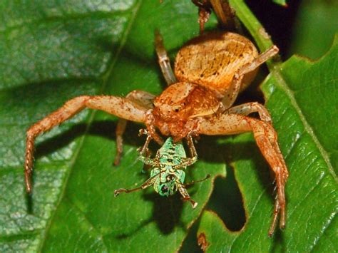 Thomisidae - Xysticus sp. | Amazon rainforest, Rainforest, Amazon ...