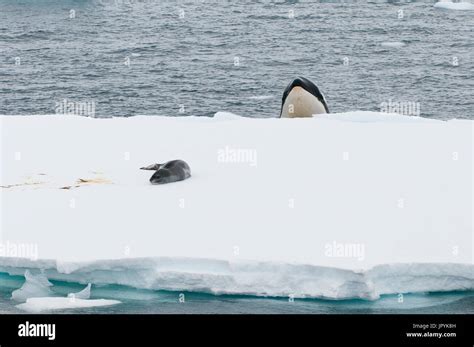 Orca watching a Leopard Seal - Antarctic Peninsula Stock Photo - Alamy