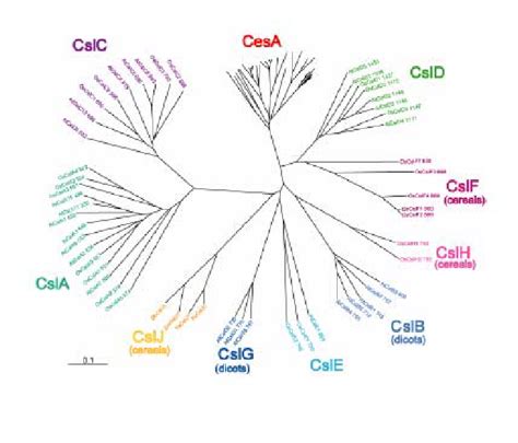 The Cellulose Synthase CesA And Cellulose Synthase Like Gene Families