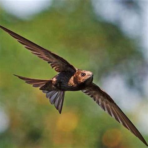 How do you identify a swift bird? - DIY Seattle