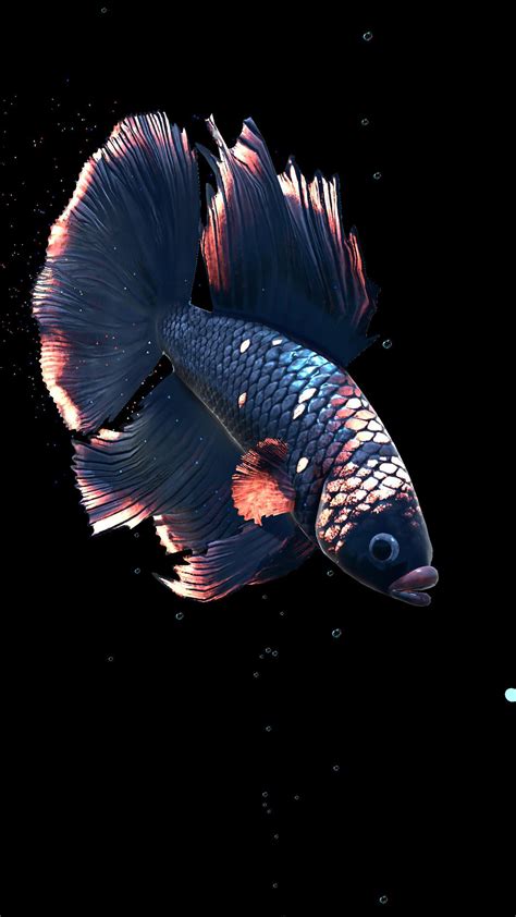 Betta Fish Wallpapers - Top Free Betta Fish Backgrounds - WallpaperAccess