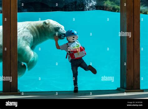 Little Boy And Polar Bear Ursus Maritimus Thalarctos Maritimus