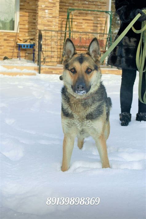 НОВОСИБИРСК - Собаки, №484594191 | Фотострана – cайт знакомств ...