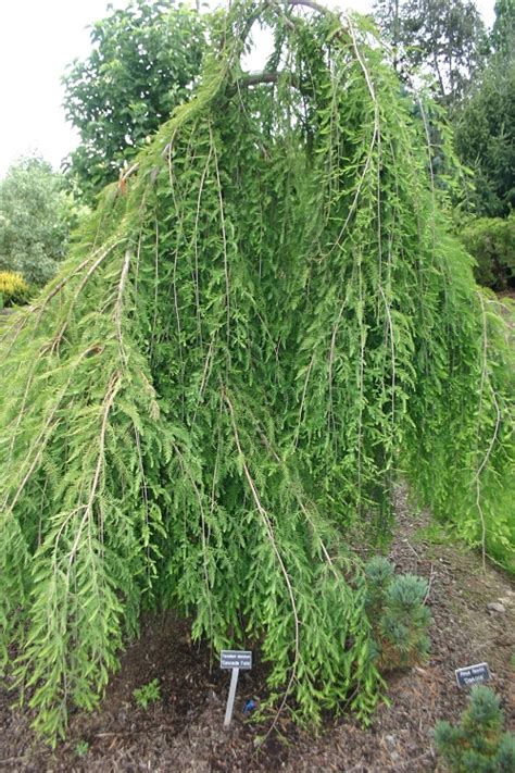 Weeping Bald Cypress Taxodium Distichum Cascade Falls Pat