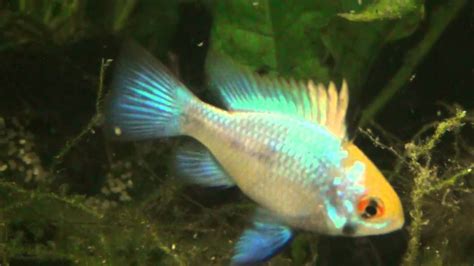 Tropical Fish Newcastle Breeding Pair Of Electric Blue Rams At Tyne