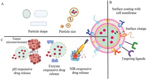 Design Parameters For Biomimetic Nanoparticles A Size And Shape Of