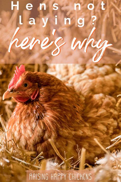 Chickens Not Laying Eggs Here Are Ten Possible Reasons