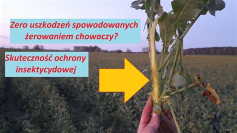 Kondycja łodyg rzepaku wygląd plantacji początek kwitnienia