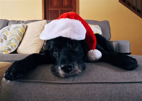 Especialistas dão dicas de como proteger os pets durante a queima de