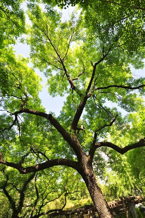 A tree with many branches photo – Free China Image on Unsplash