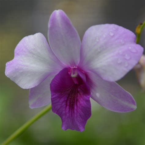 Buy Orchid Dendrobium Blue Ocean Flask Amthai Orchids Online