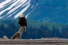 Bald Eagle Perched Free Stock Photo Public Domain Pictures