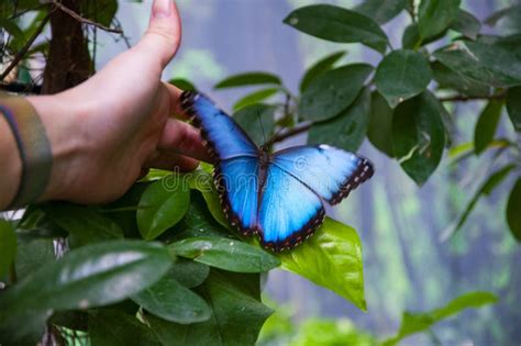 Summer Insect Exotic Rare Butterfly Large Butterfly In Exotic Nature