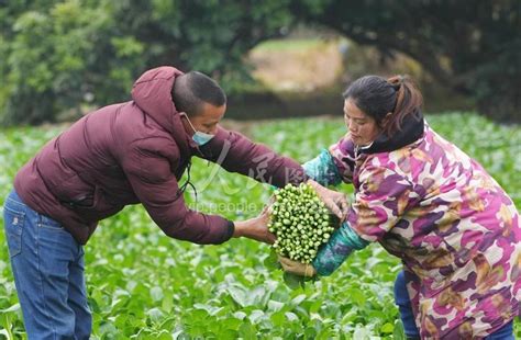 广西融水：小寒时节农事忙 人民图片网