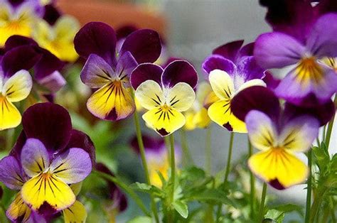 Johnny Jump Up Helen Mount Violet Viola Tricolor Flower Etsy