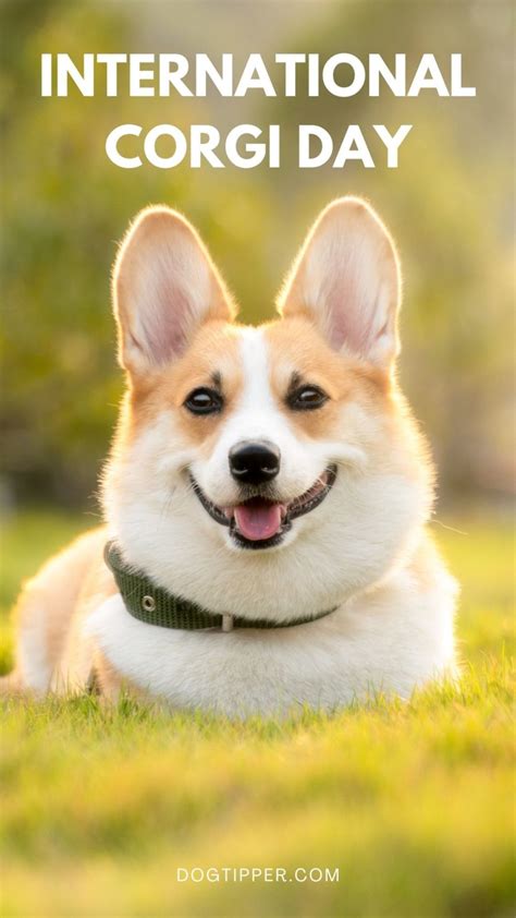 National Welsh Corgi Day And International Corgi Day