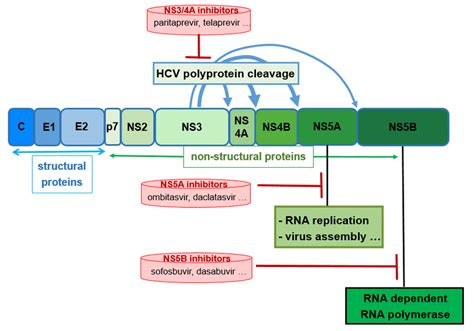 The HCV Polyprotein Is A Single Protein Around 3000 Amino Acids