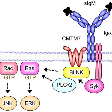 Cd79a And Cd79b Itam Mutations In Abc Dlbcla Cd79b And Cd79a Itam Download Scientific Diagram