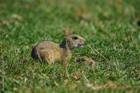 Spermophilus citellus is an animal species belonging to the ...