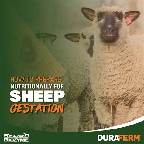 How to Prepare Nutritionally for Sheep Gestation - DuraFerm