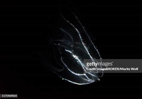 Bioluminescence Fish Photos and Premium High Res Pictures - Getty Images