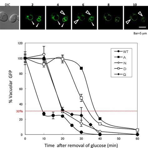 Localization Of C Gfp In Yeast Cells Expressing V Atpases With Download Scientific Diagram