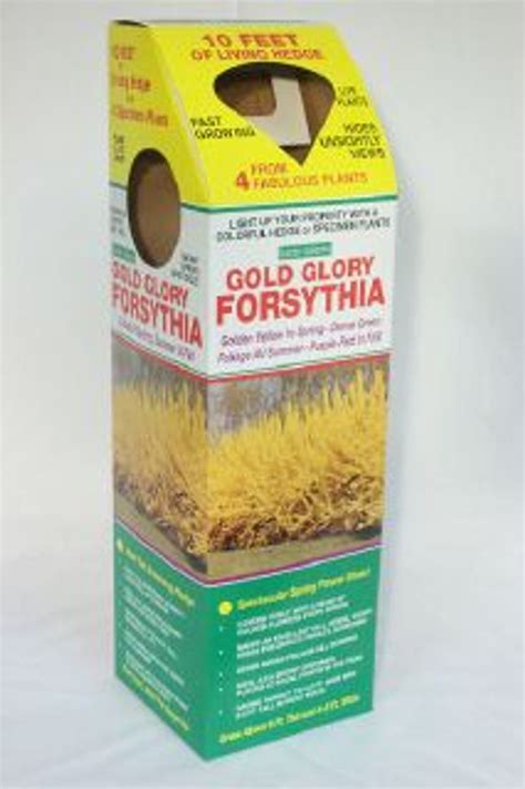 Garden Galleries Forsythia Hedge, 4 Pack - CountryMax