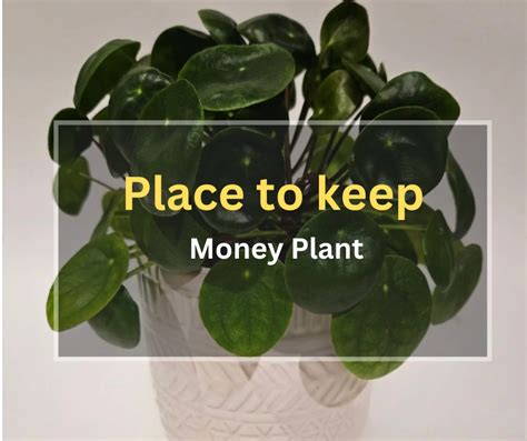 Top 8 Placements For Money Plants In View Of Feng Sui - Final Gardening