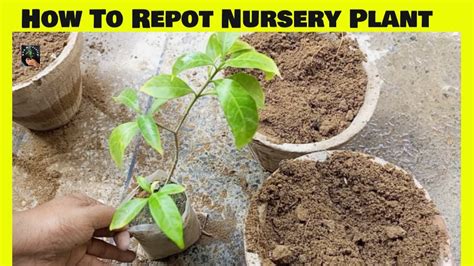 How To Repot Nursery Plant Repotting Nursery Plant At Home