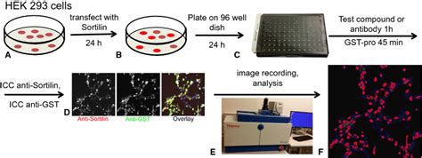 Assessment Of Pro NGF Pro Domain Binding To Sortilin A HEK 293 Cells