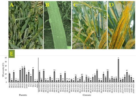 Field Appearance And Infection Data Of Yellow Rust Disease Severity Of