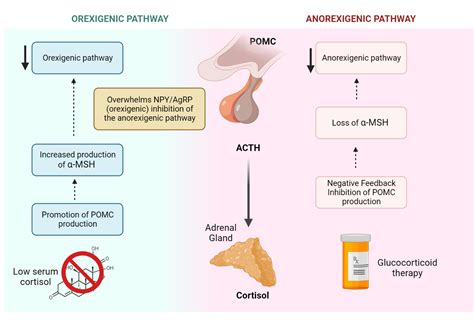 Anti-Obesity medications (Mechanism of Action) – My Endo Consult