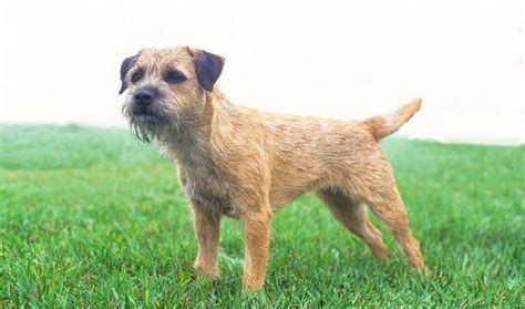 50 Border Terrier Dog Names | Our Fit Pets