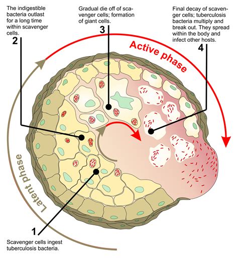 Infographics Scivit