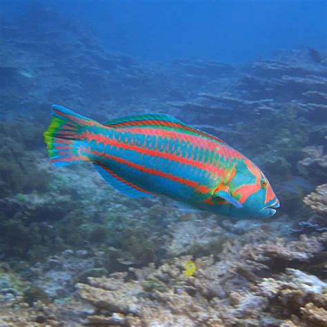 Meet George, the surge wrasse — Norfolk Island's Reef