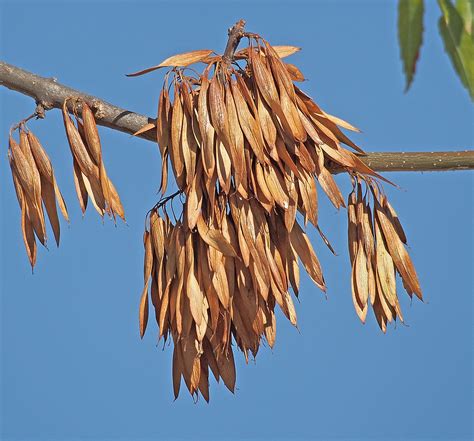 1099px Fraxinus Angustifolia Frutos 20181005a Wilder