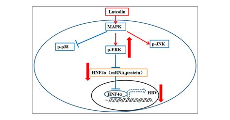 Luteolin Inhibits Hepatitis B Virus Replication Through Extracellular