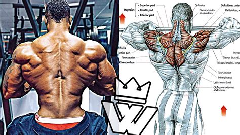 4 Traps Workouts For Crafting The Perfect Shoulders - Bodydulding