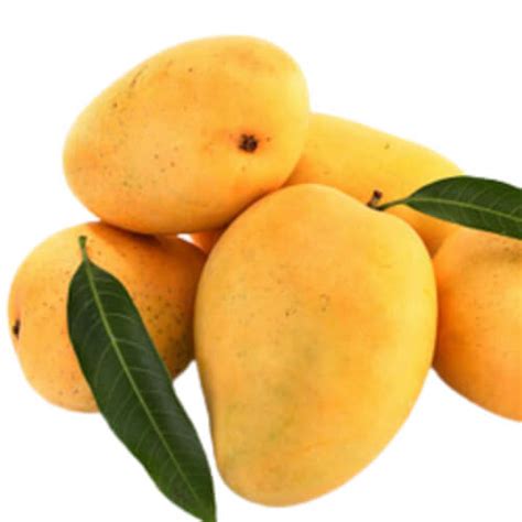 Banganapalli Mangoes Shelf Life 5 10days At Rs 205 Kg In Nellore